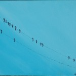 Birds on a Wire III
