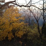 Maple