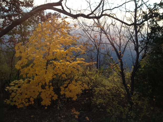 Maple